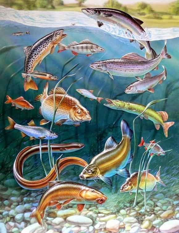 Underwater Adrian Chesterman Artwork