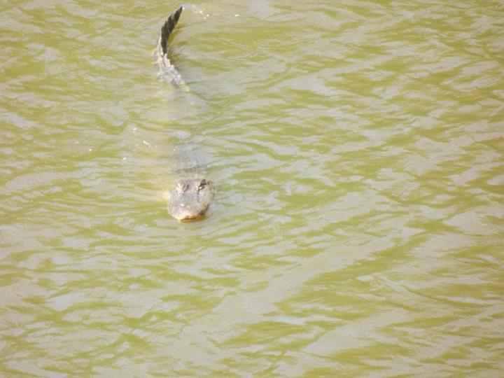 Texoma Weather Alligators In Local Lakes?
