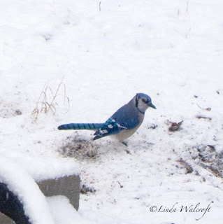 blue jay
