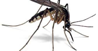 Image result for நுளம்பு