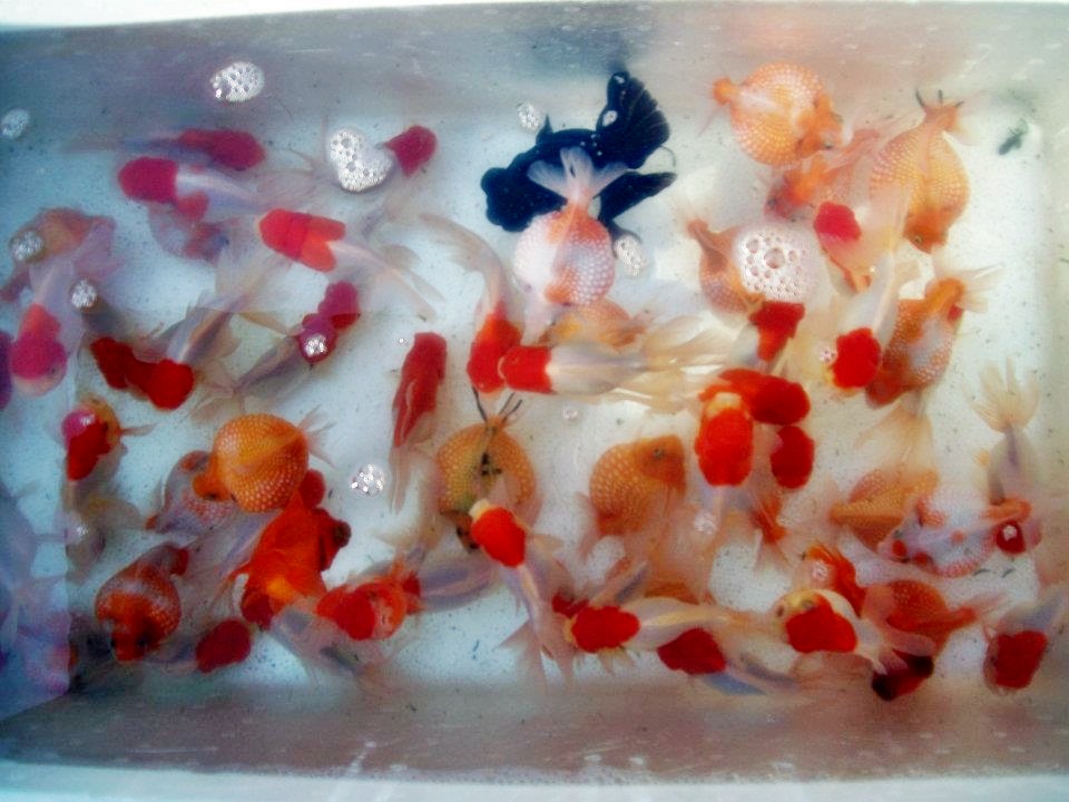 Budidaya Mas Koki Akuarium Ikan Hias