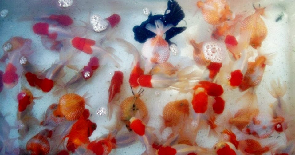 Budidaya mas koki Akuarium Ikan Hias