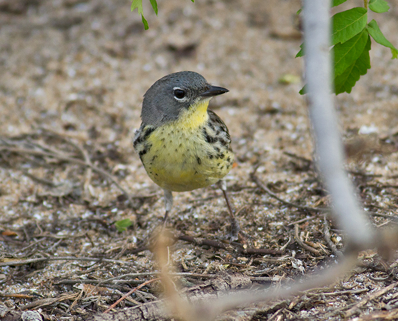 taking flight a history of birds and people in the heart of america ebook lost in birding k k k k kirtland s ohio 14 may taking flight a history of birds and people in the heart of america ebook lost in birding k k k k kirtland s ohio 14 may