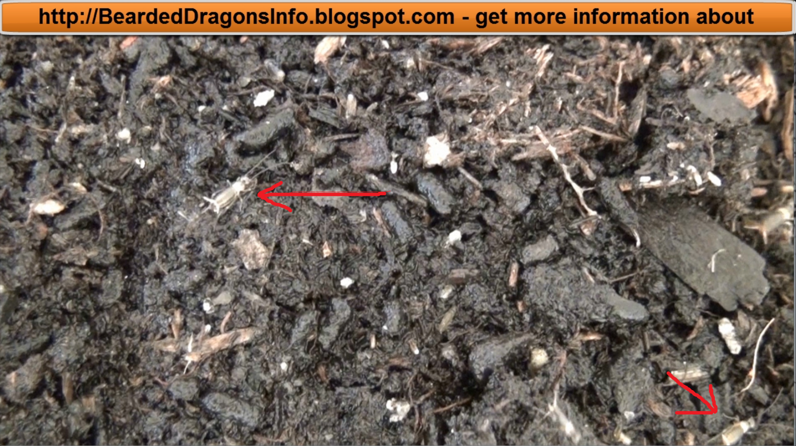 Reproducing your own crickets Easy cricket breeding Bearded Dragons