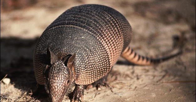 armadillo predators