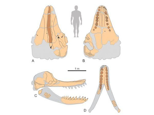 Livyatan craneo