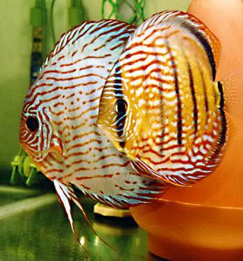 Kali Kita Mengira Ikan Kecil Ini Jenis Laut Tapi Mungil Yang Kali Kita Mengira Ikan Kecil Ini Jenis Laut Tapi Mungil Yang