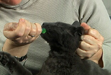 Best Way To Give Cat Oral Medication Best Way To Give Cat Oral Medication