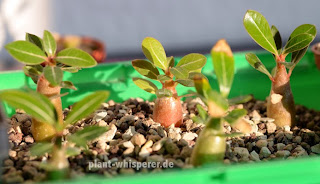 Group picture with Adenium obesum 'Honey' in the foreground (2x) and Adenium obesum 'Dark Love' in the background (3x) on September 30, 2014 Five young Adenium obesum plants in a plastic tray, picture date 2014-09-30