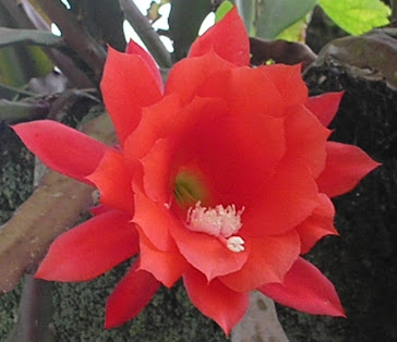 Cactus orquídea epiphyllu vermelha