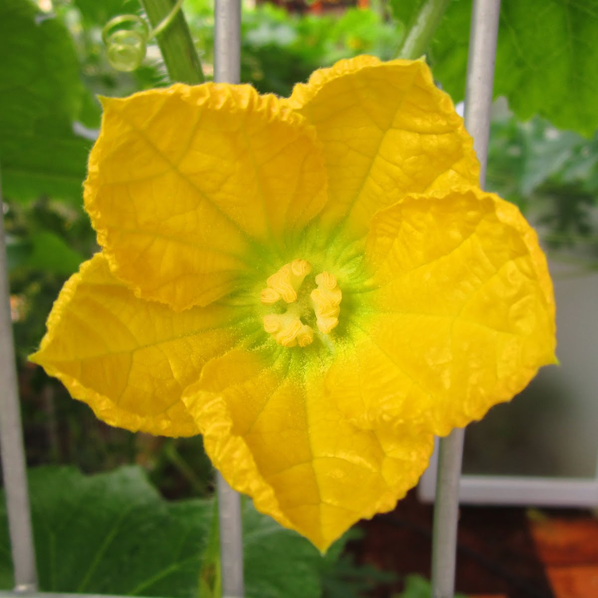 A Happy Garden April 2011