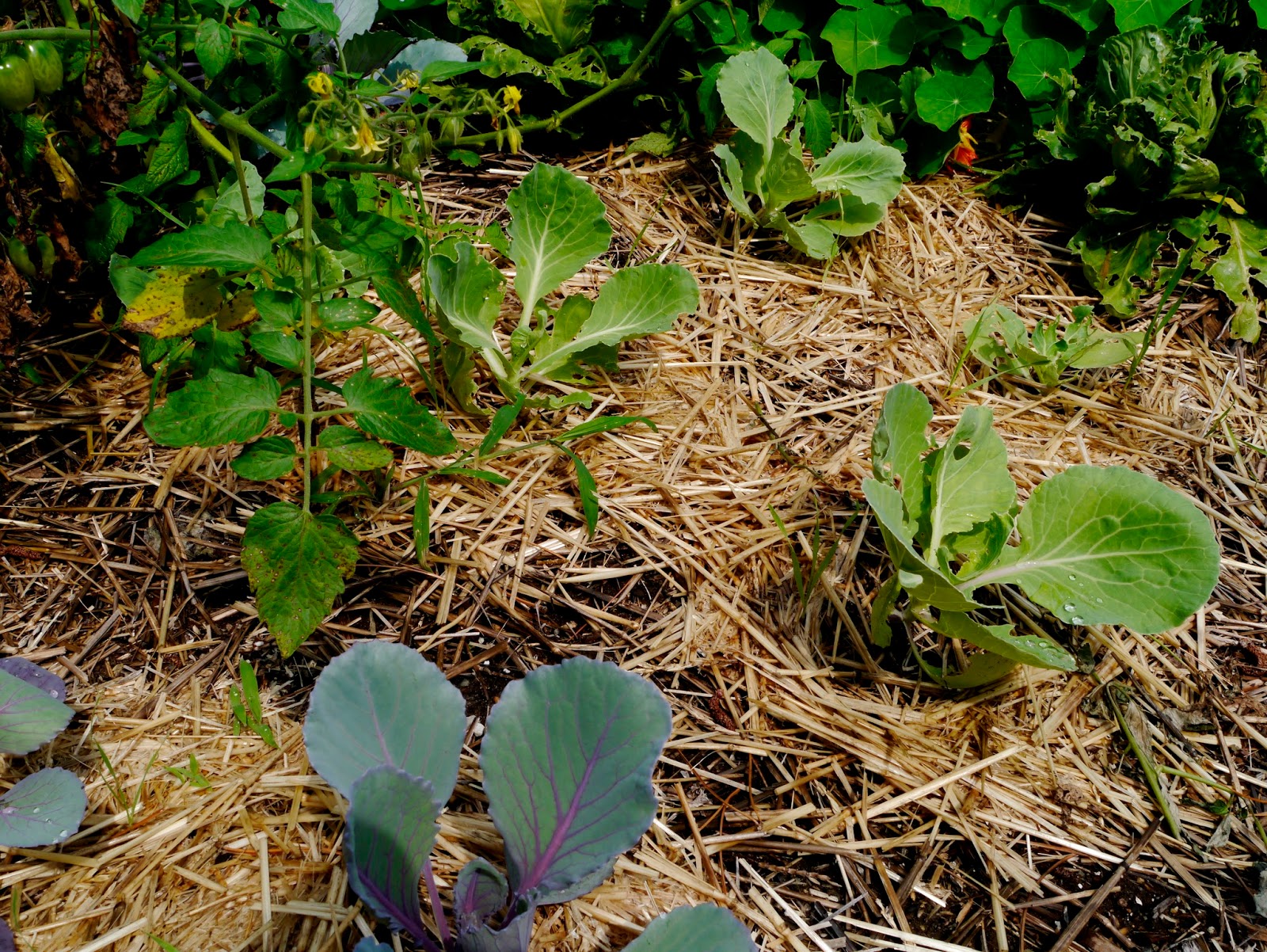 Less Noise, More Green The Garden is Transitioning into Fall