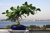 Bonsai: Cómo cuidar y cultivar en 5 pasos Bonsai: Cómo cuidar y cultivar en 5 pasos