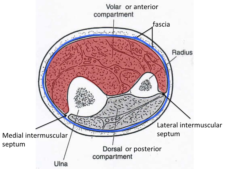 compartments of the forearm
