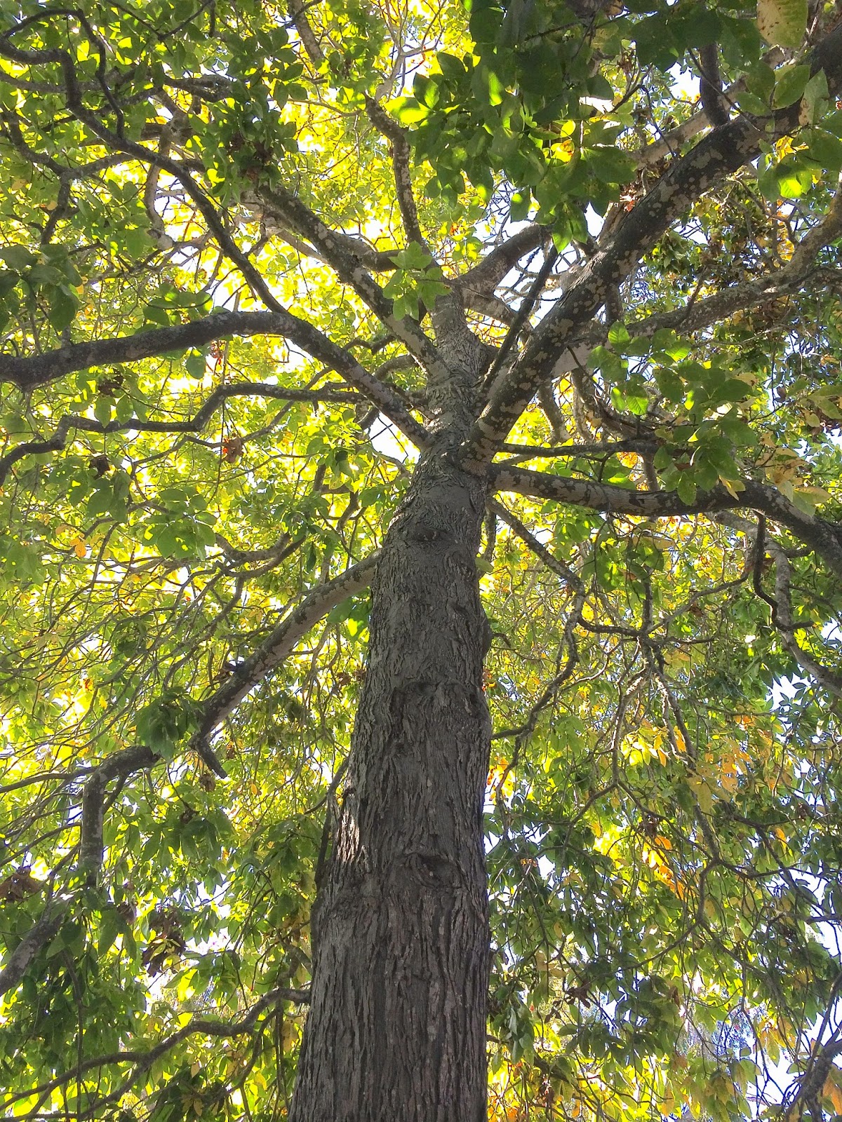 Trees of Santa Cruz County Carya ovata Shagbark Hickory