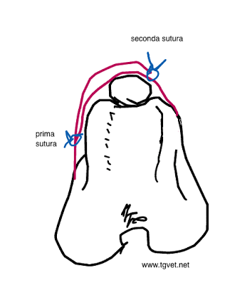 lussazione rotulea lussazione rotulea