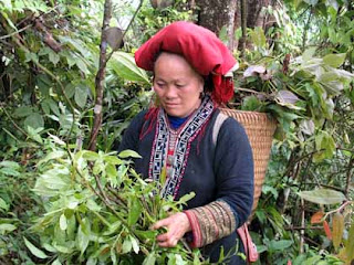 CHỮA BỆNH VIÊM XOANG BẰNG THUỐC NAM