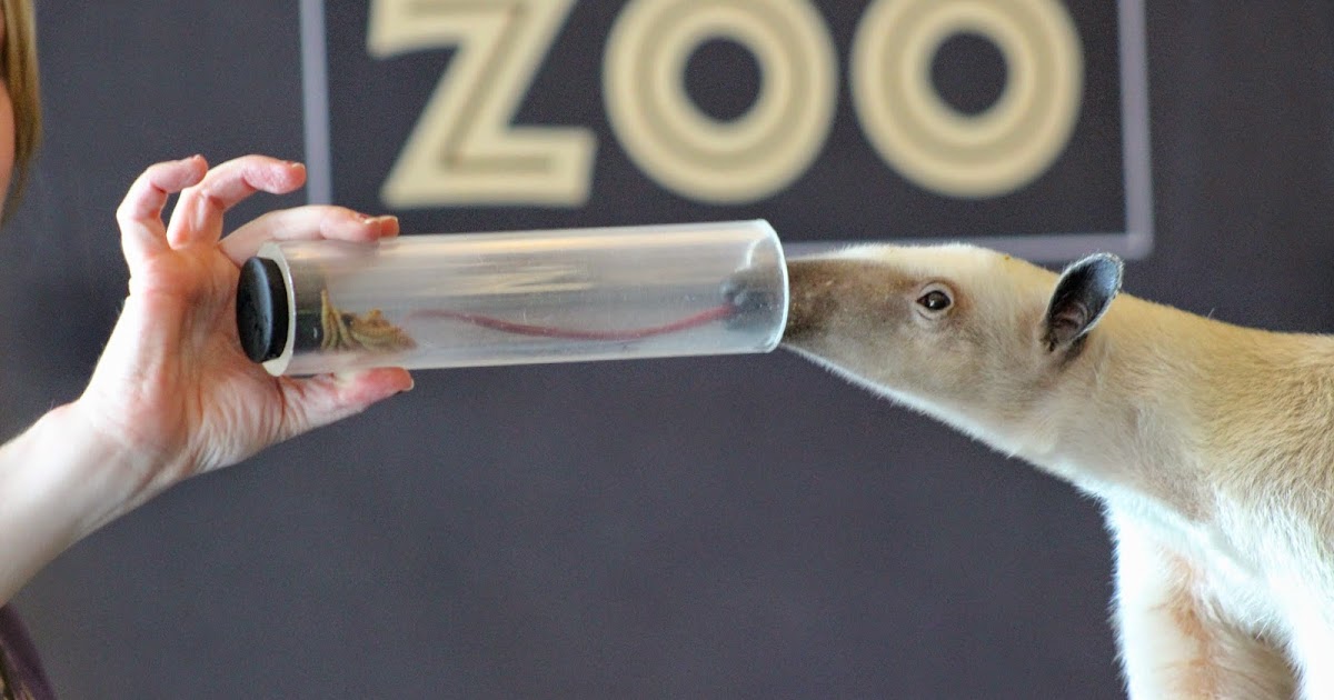 The Natural World: Arthur the Aardvark