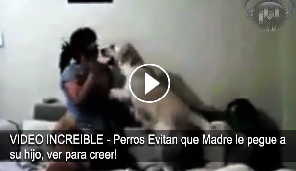 VIDEO ASOMBROSO - Perros evitan que madre le de una paliza a su hijo