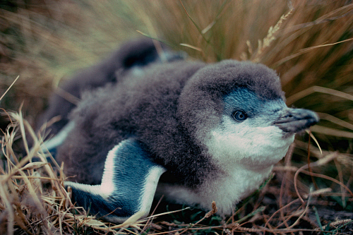 Little Blue Penguin | Animal Unique