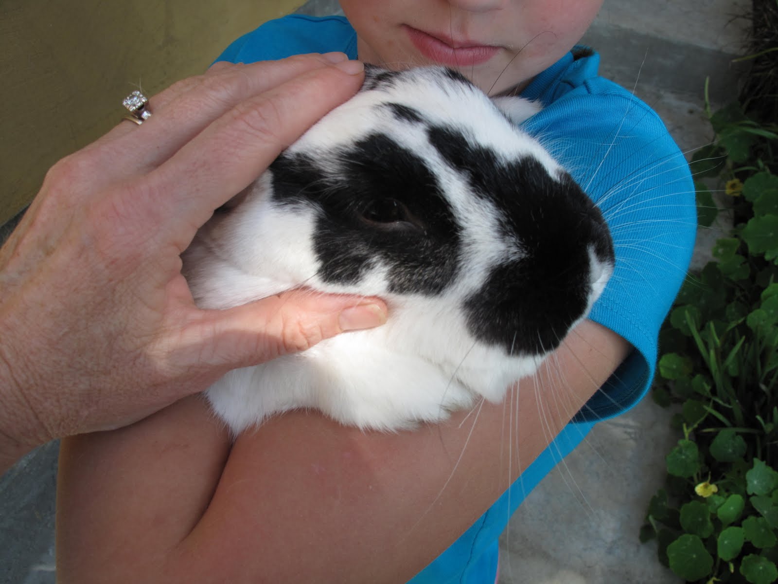 checkered giant rabbit