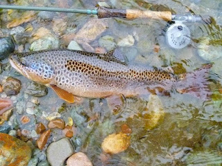 brown trout aysen