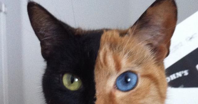 Riverfront Cats Downtown Miami Meet Venus Two Colored Face