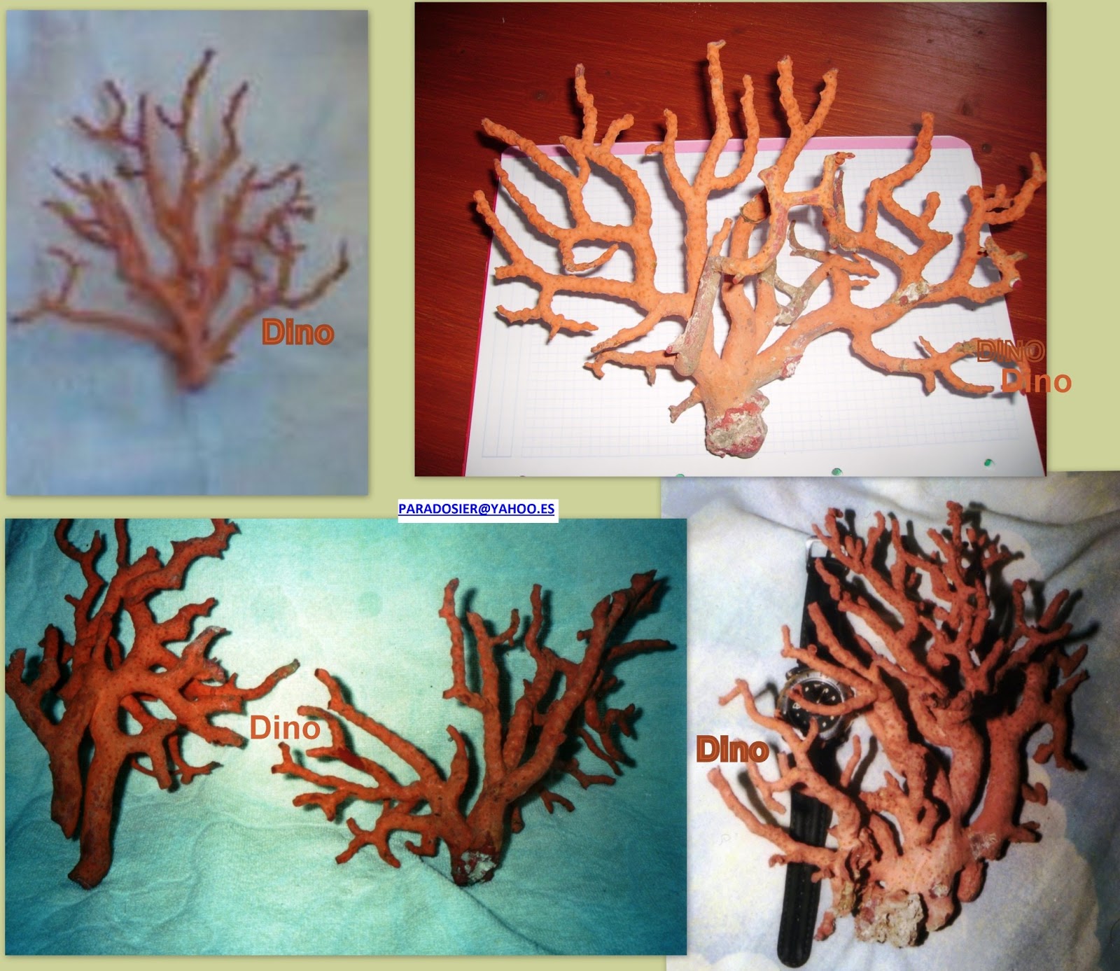 La pesca artesanal del coral rojo, buceo. Fishing red coral for sale