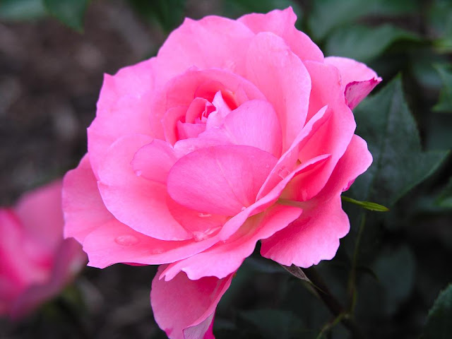 pink rose gulabi gulab