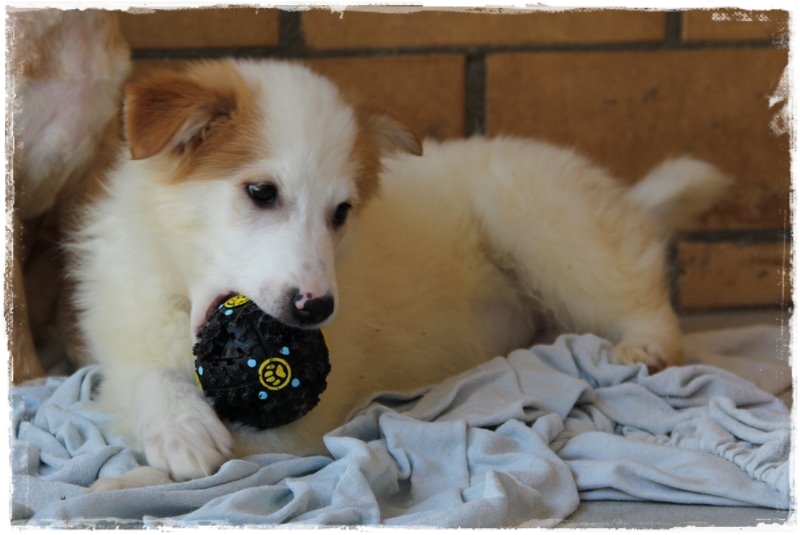 Gwundergarten Zum Knutschen Smoochy