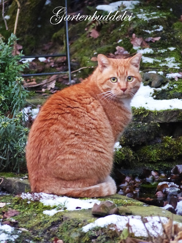 Gartenbuddelei Aufmerksamer Beobachter