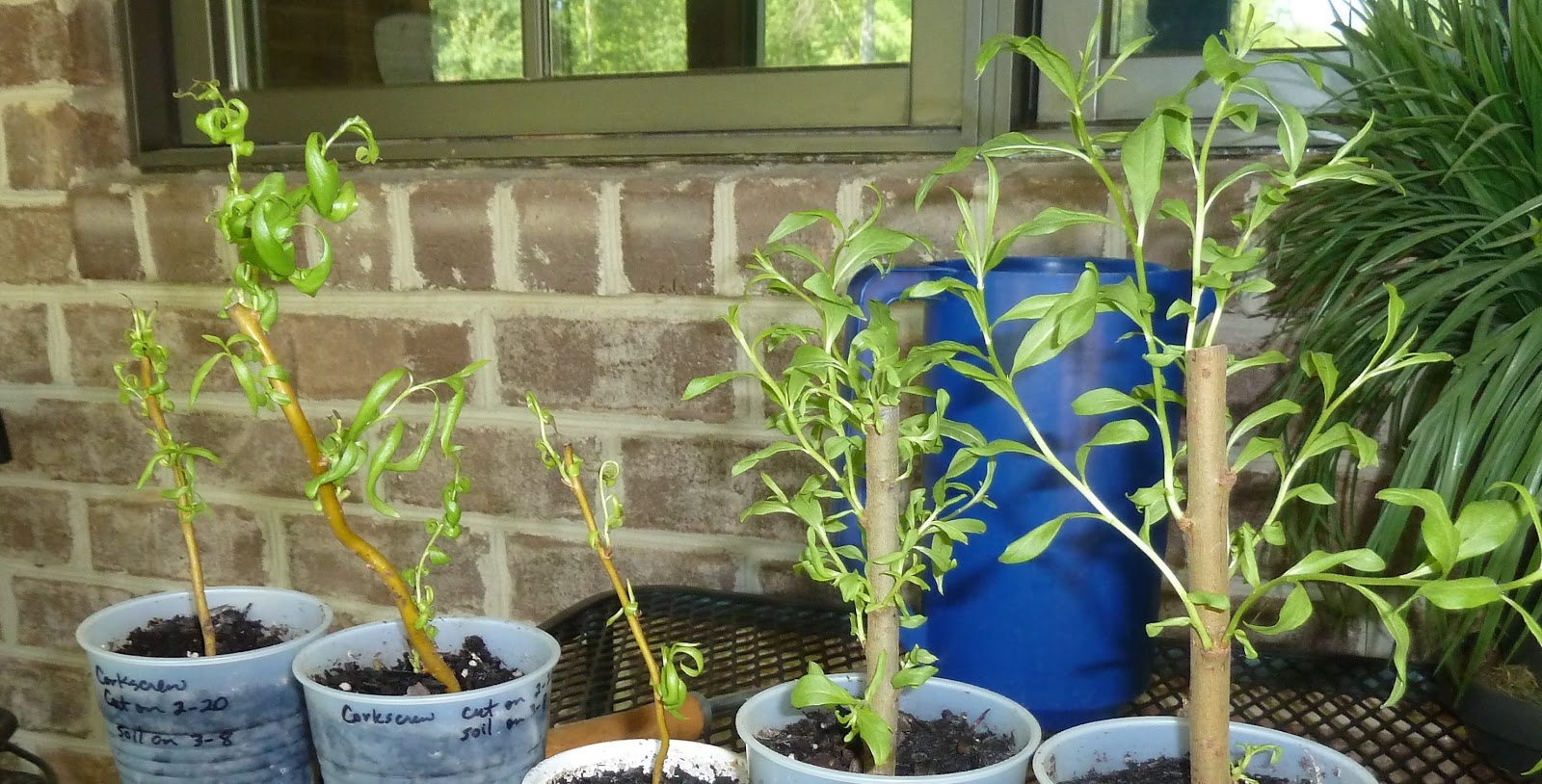 Cheryl's 2 Cents' Worth Growing Pussy Willows and Curly Willows