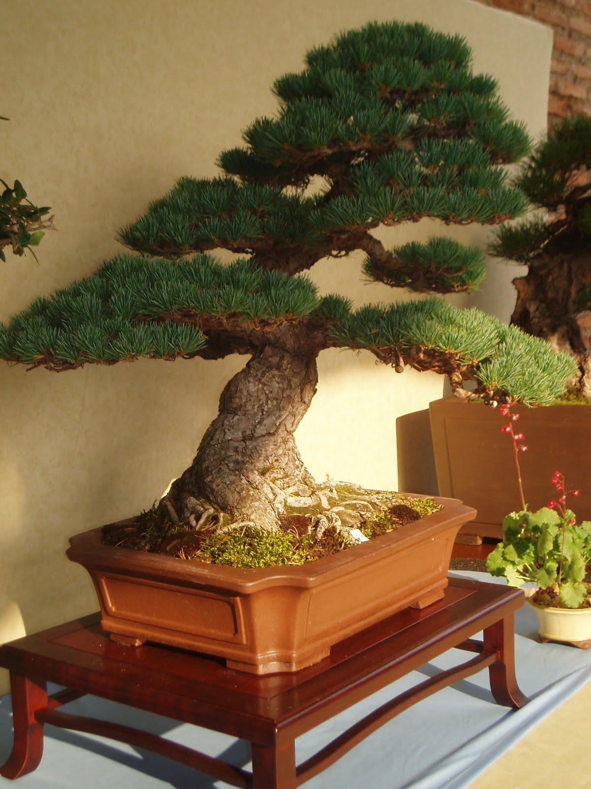BONSAI RELAX L'alto livello del bonsaismo in Sicilia