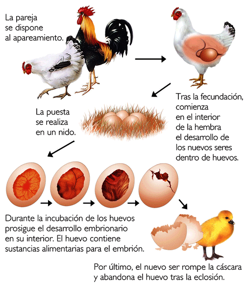 Animales oviparos y viviparos explicacion para niños - Imagui Animales oviparos y viviparos explicacion para niños - Imagui