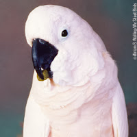 common pet cockatoo species common pet cockatoo species