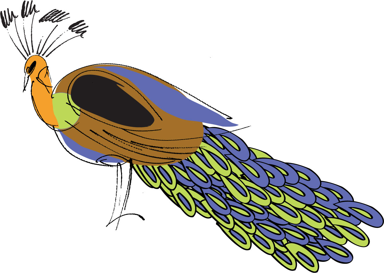 Drawing Of Peacock