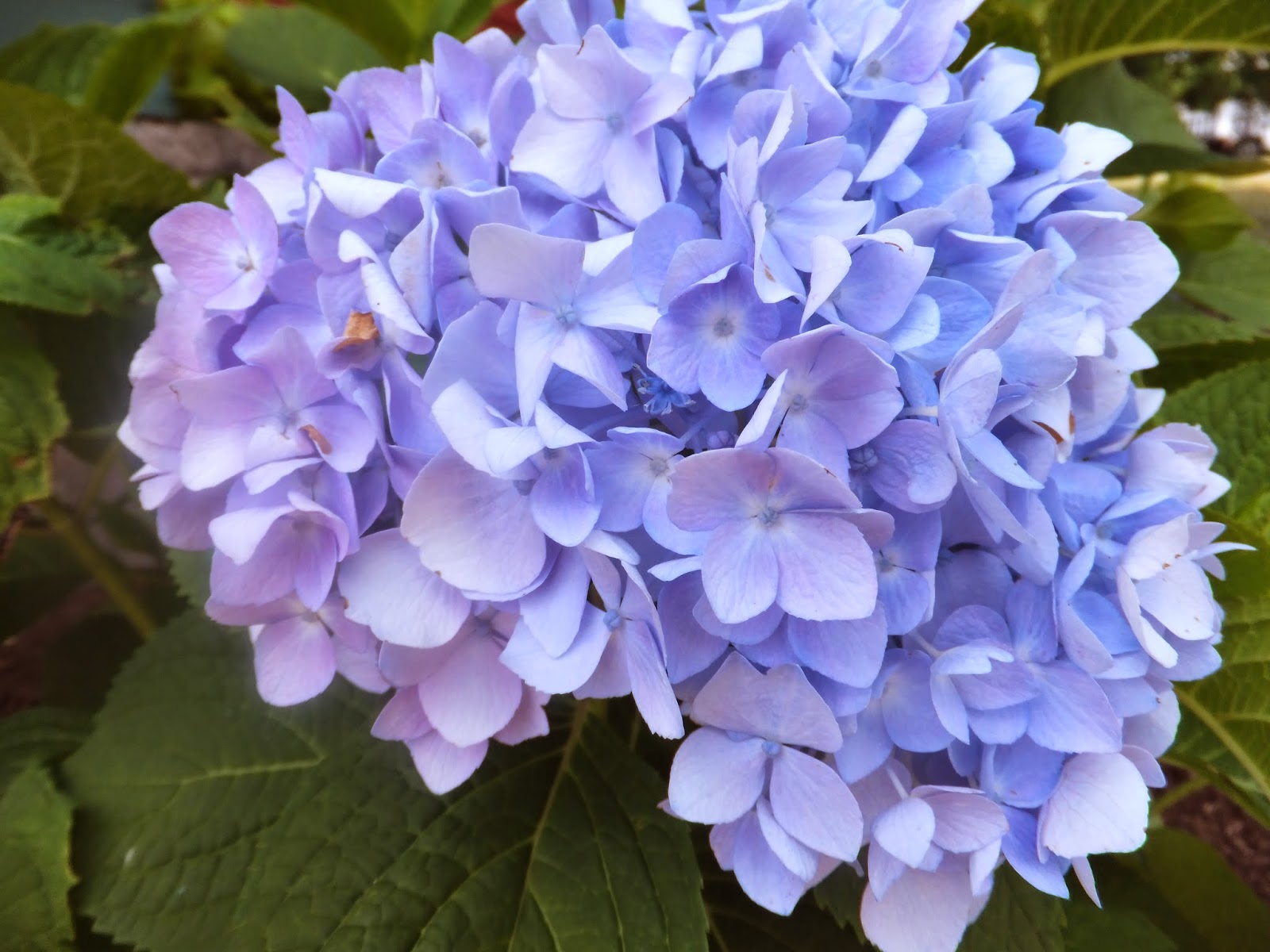 Advice On Pruning Hydrangeas Garden Making