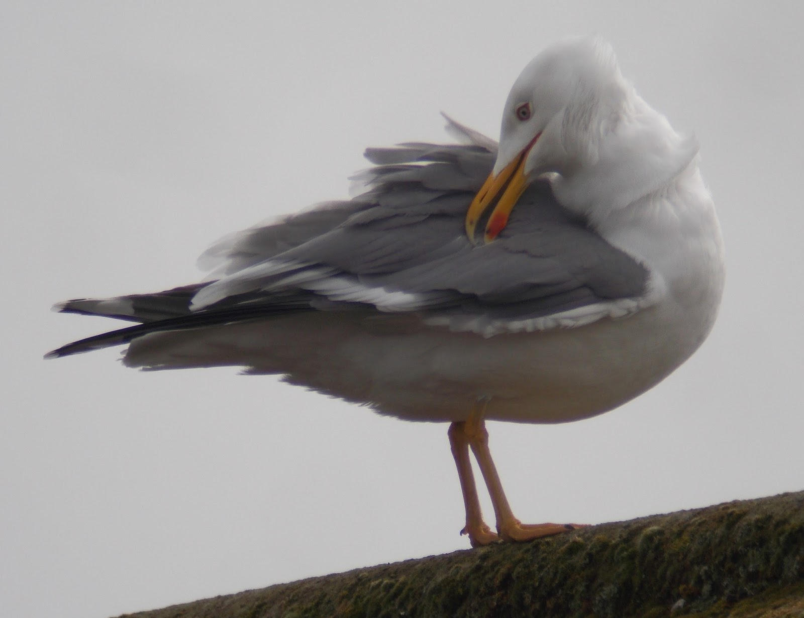 Bird Hybrids Herring Gull x Lesser Blackbacked Gull