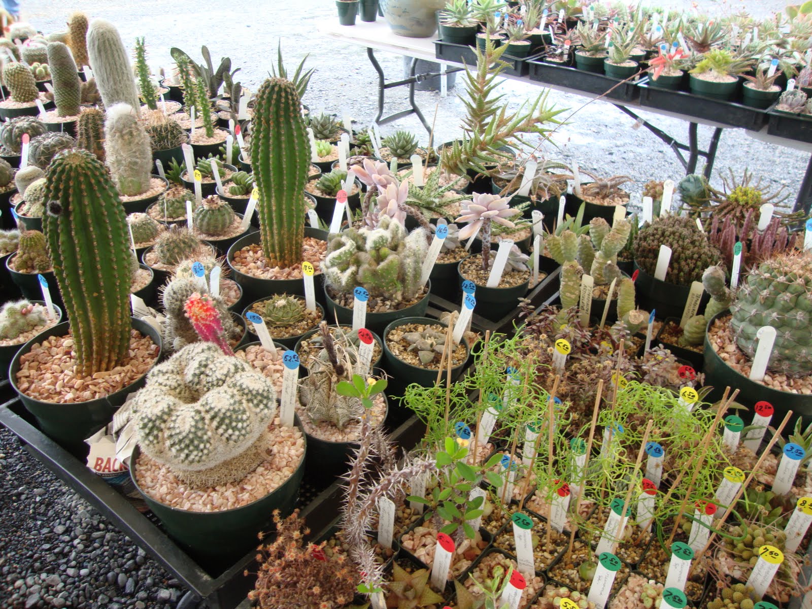 danger garden Oregon Cactus & Succulent Society Show and Sale