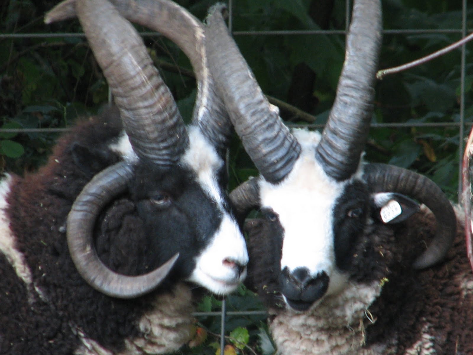 Red Dog, Spotted Sheep Barbarian For Sale ( Jacob Sheep Ram )