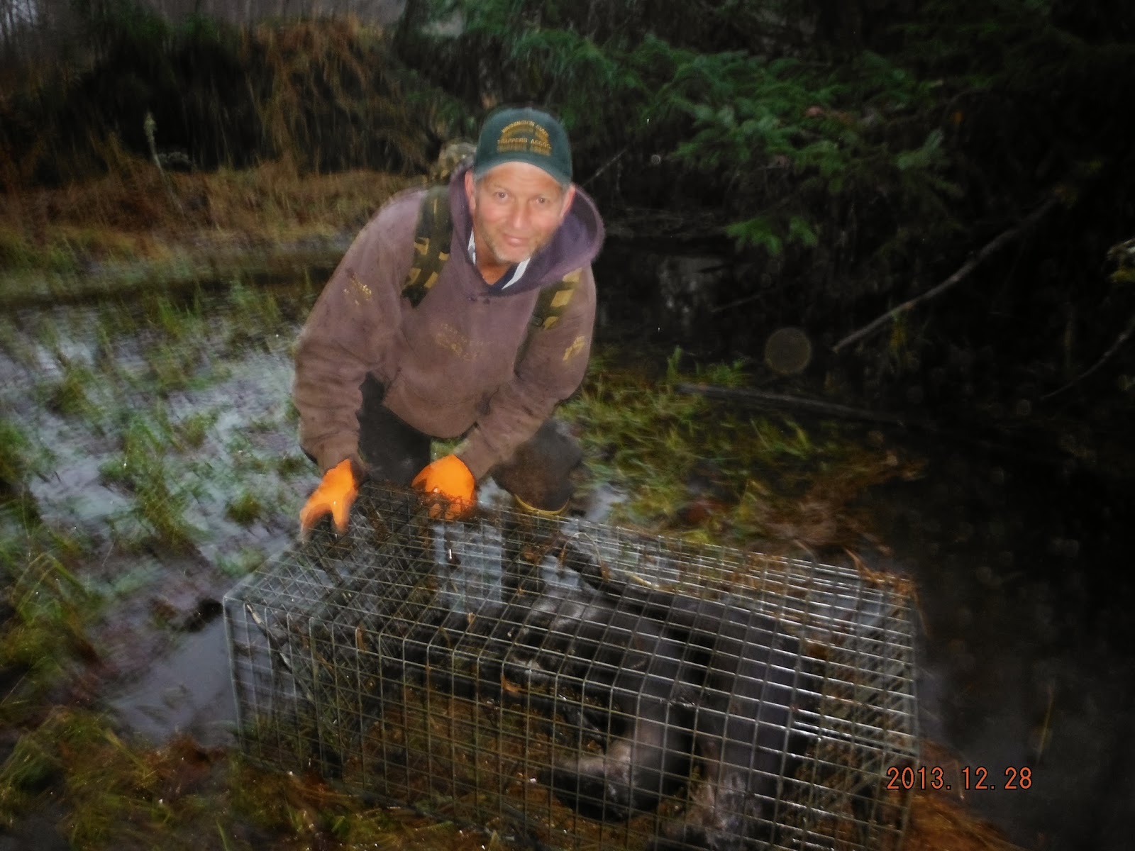 Comstock Cage Traps, In Action on the Line Ron from Washington State