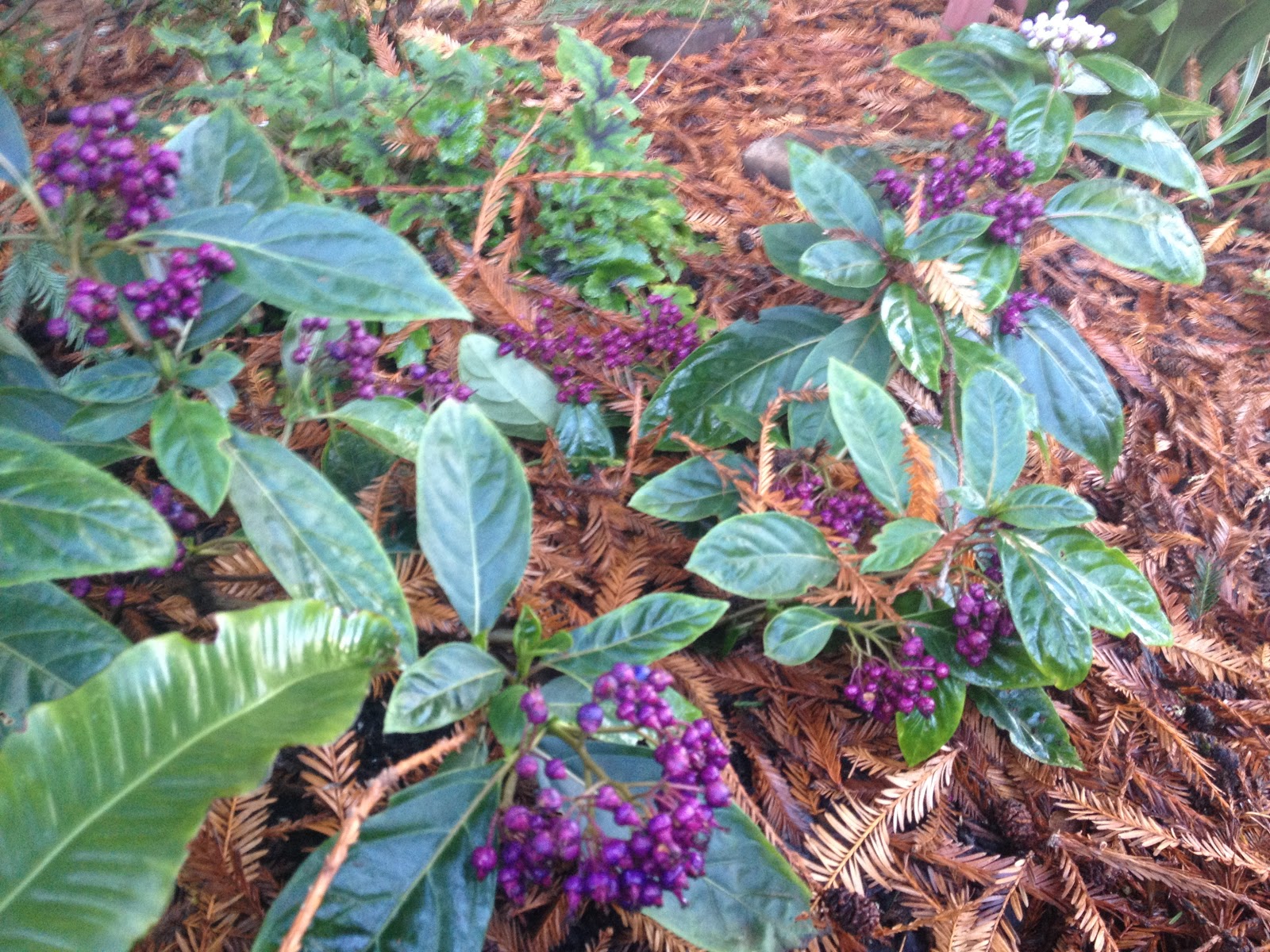 Garden Sense May 2011