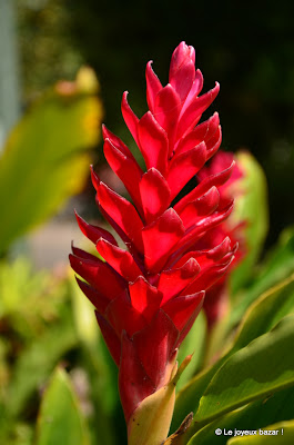 Martinique - jardin de Balata - Alpinia