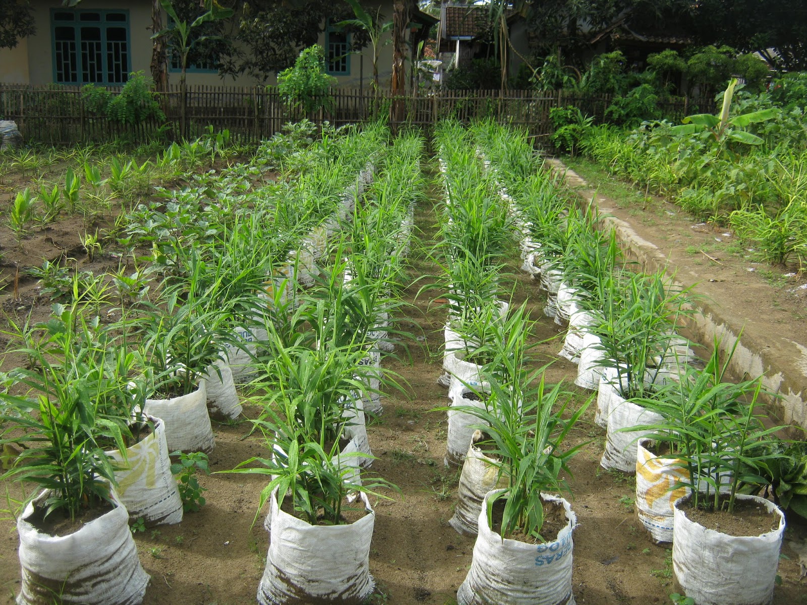 Red Ginger Cultivation Way In Poly Bag In Order To Quickly Produce Farmer Success
