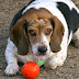 10 Perros Propensos a Engordar