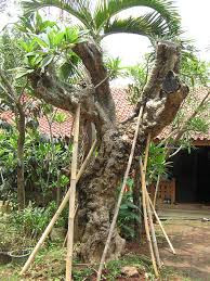 KAMBOJA FOSIL KAMBOJA FOSIL