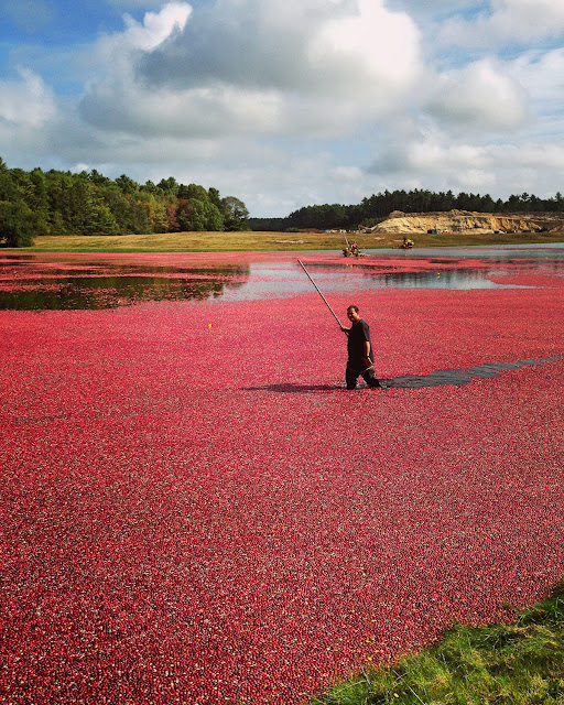 LaBelle's General Store Cape Cod Cranberry Harvest