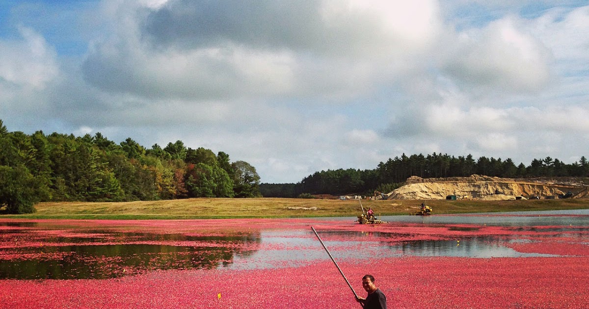 LaBelle's General Store Cape Cod Cranberry Harvest