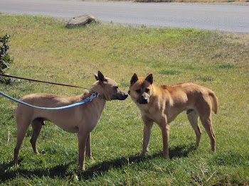 Two Thai Ridgeback Males