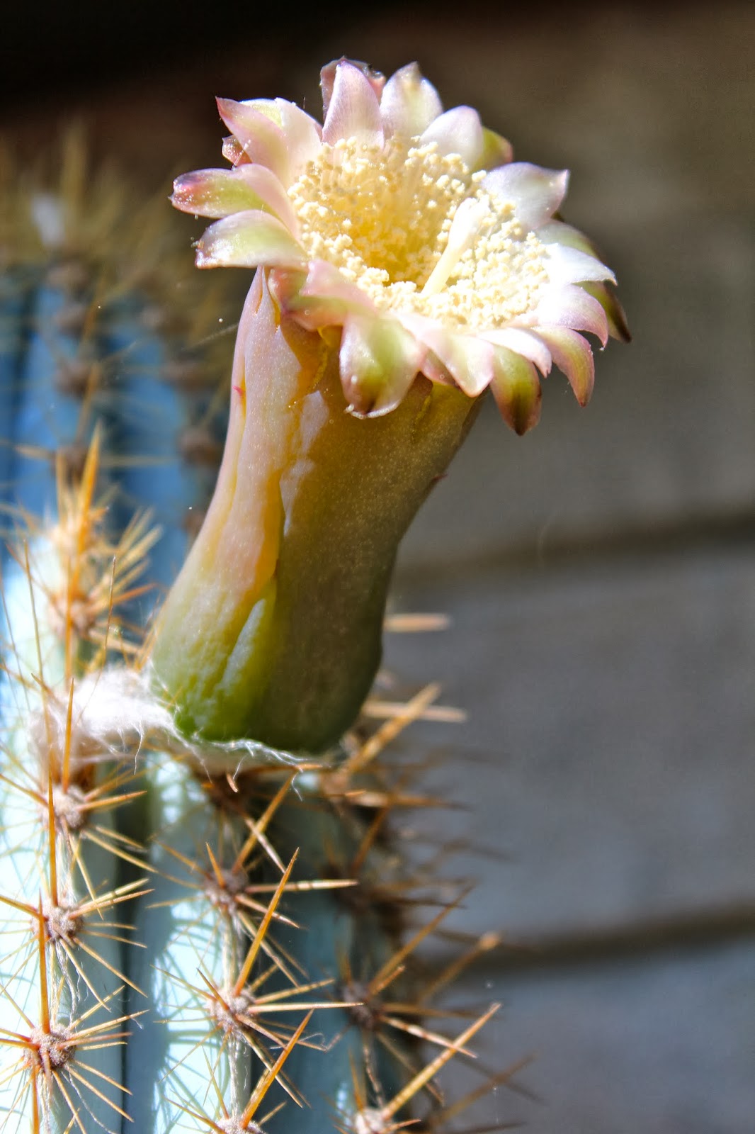 blue cactus blue cactus